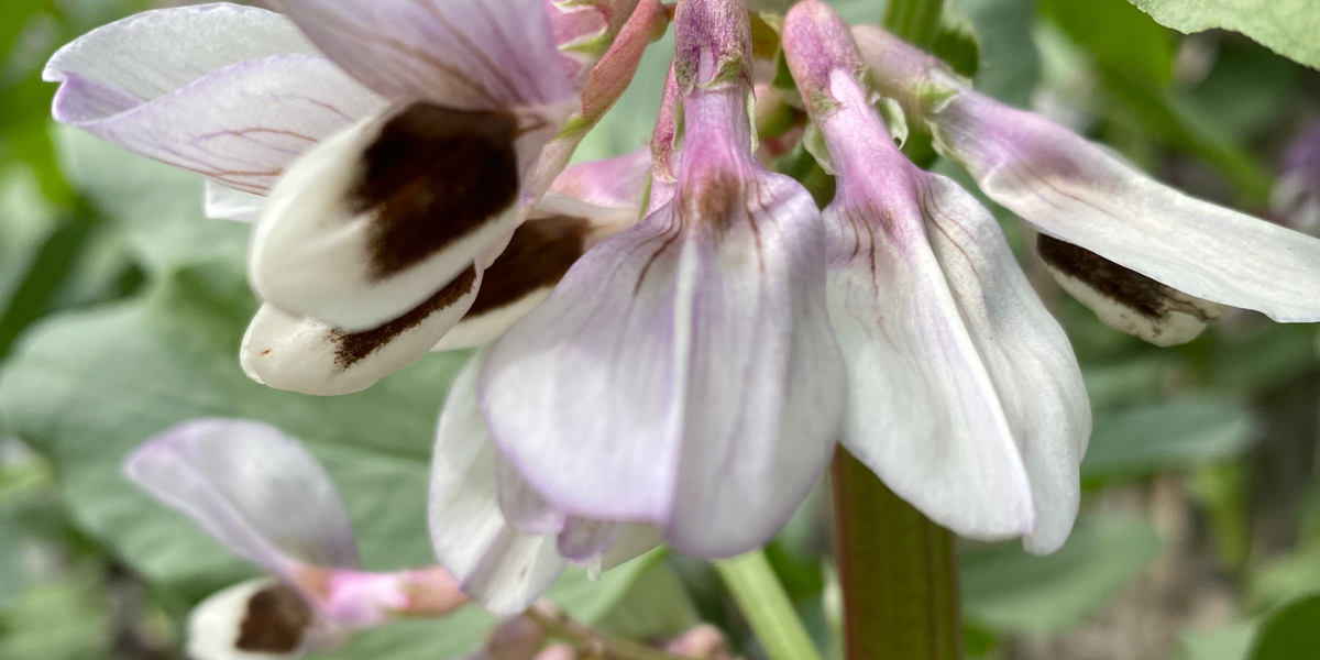 Broad bean flower